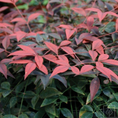 Nandina domowa