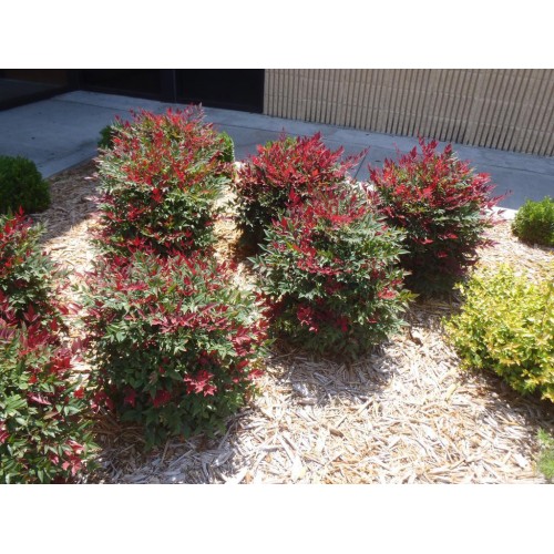 Nandina domowa