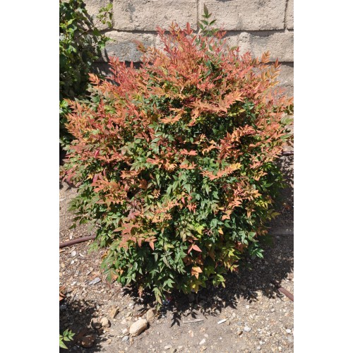 Nandina domowa