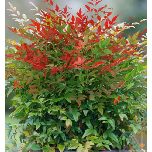 Nandina domowa