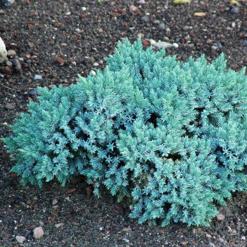 Jałowiec łuskowy ‘Blue Star’ (Juniperus...