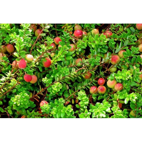 Żurawina wielkoowocowa ‘Howes’ (Vaccinium macrocarpon)