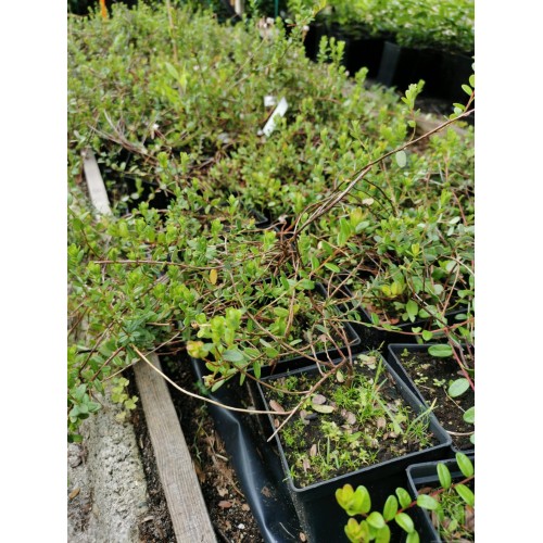 Żurawina wielkoowocowa ‘Howes’ (Vaccinium macrocarpon)