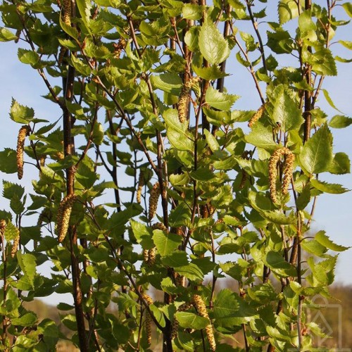 Brzoza brodawkowata ‘Fastigiata’ (Betula pendula)