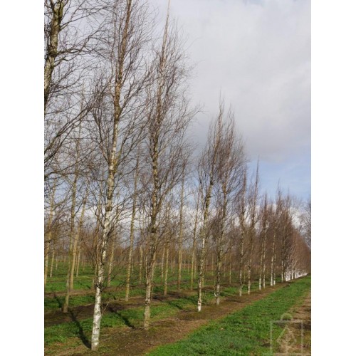 Brzoza brodawkowata ‘Fastigiata’ (Betula pendula)