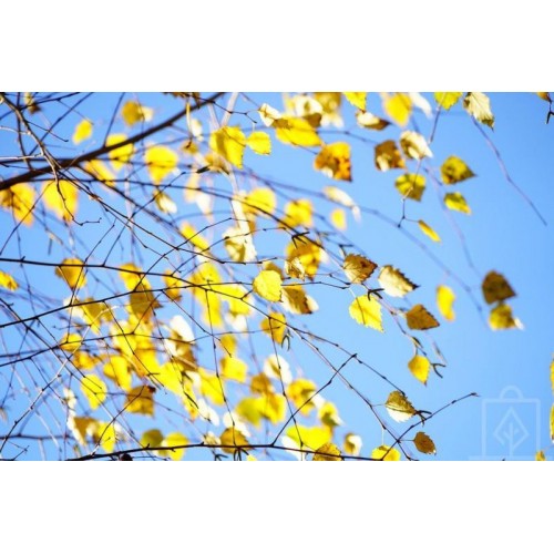 Brzoza brodawkowata ‘Fastigiata’ (Betula pendula)