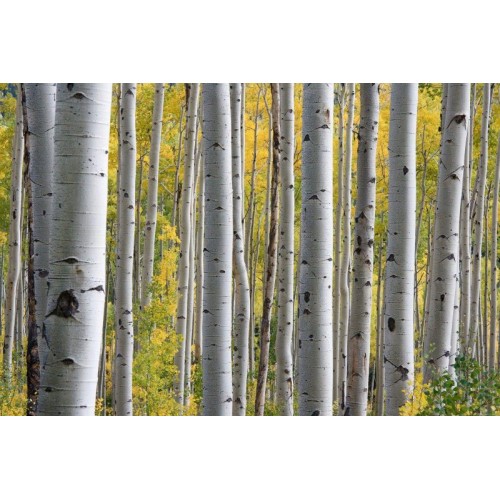 Brzoza brodawkowata ‘Fastigiata’ (Betula pendula)