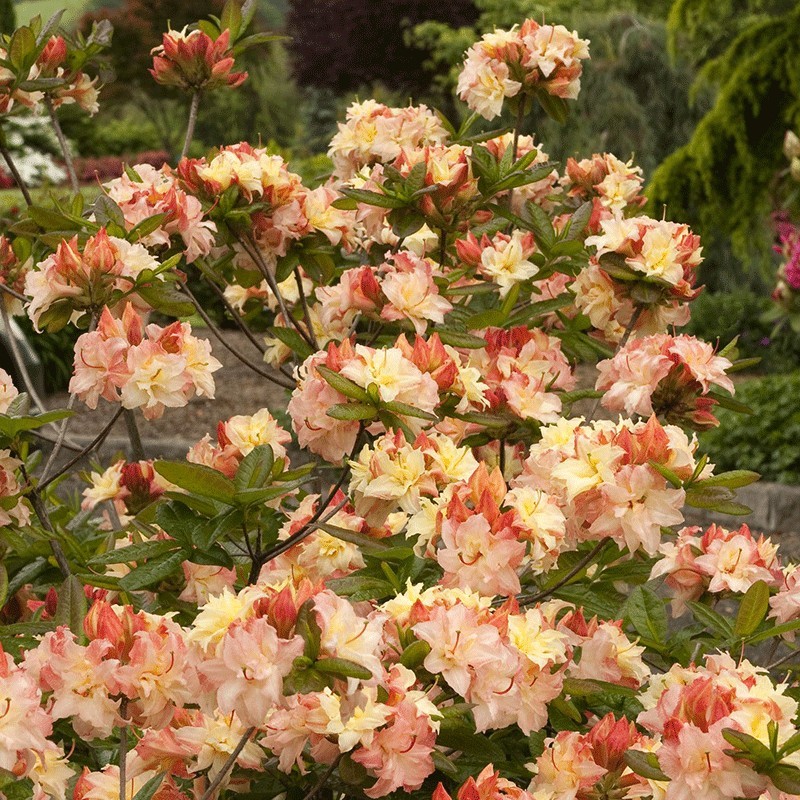 Azalia wielkokwiatowa ‘Cannon’s Double’