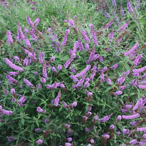 Budleja Dawida ‘Lavender Cupcake’ (Buddleja...