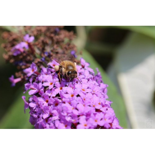 Budleja Dawida ‘Lavender Cupcake’ (Buddleja...