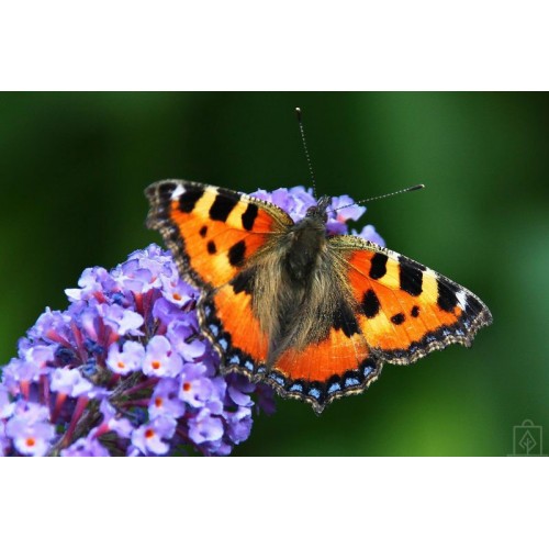 Budleja Dawida ‘Lavender Cupcake’ (Buddleja...