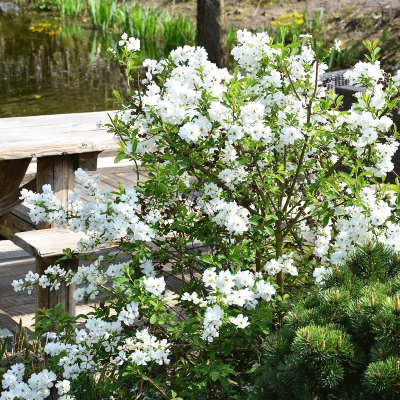 Obiela wielkokwiatowa ‘Magical Springtime’