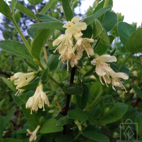 Jagoda kamczacka ‘Wojtek’ (Lonicera caerulea...