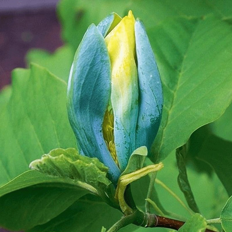Magnolia ‘Blue Opal’