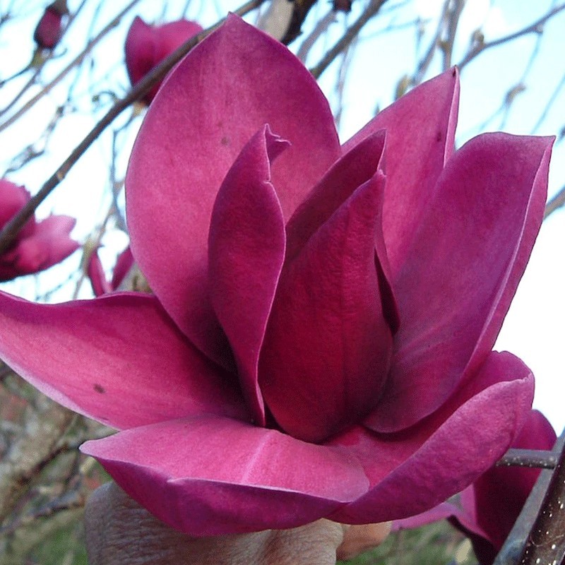 Magnolia ‘Cleopatra’Ⓡ