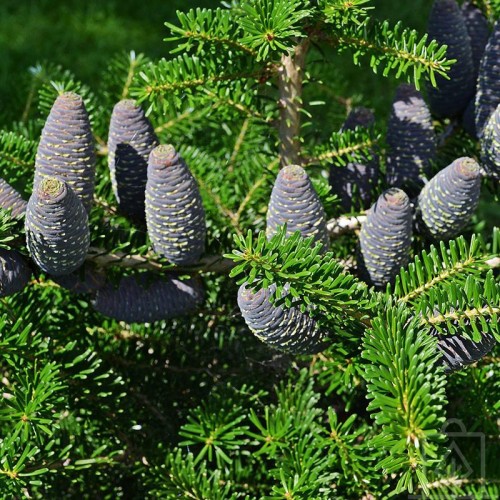 Jodła koreańska (Abies koreana)