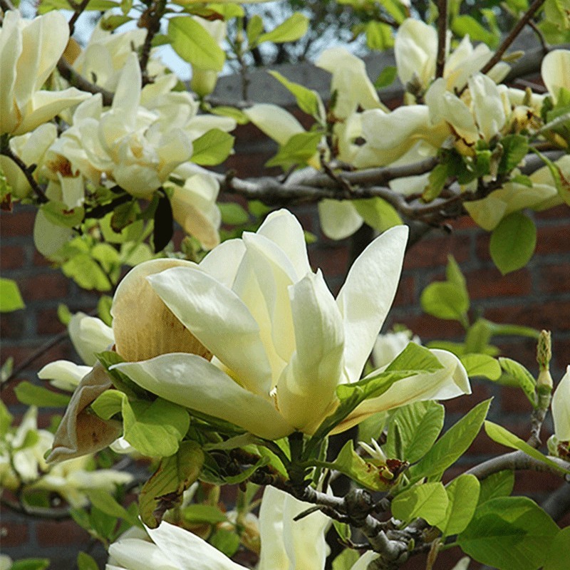 Magnolia ‘Elizabeth’