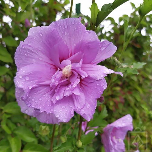 Ketmia syryjska ‘Ardens’ (Hibiscus syriacus)