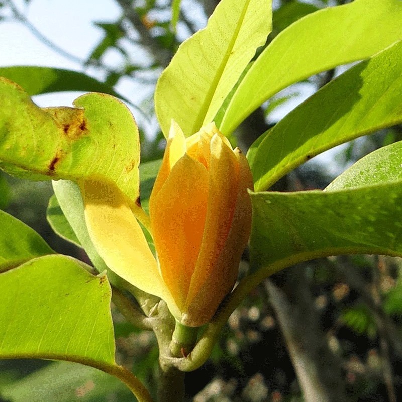 Magnolia ‘Golden Dream’