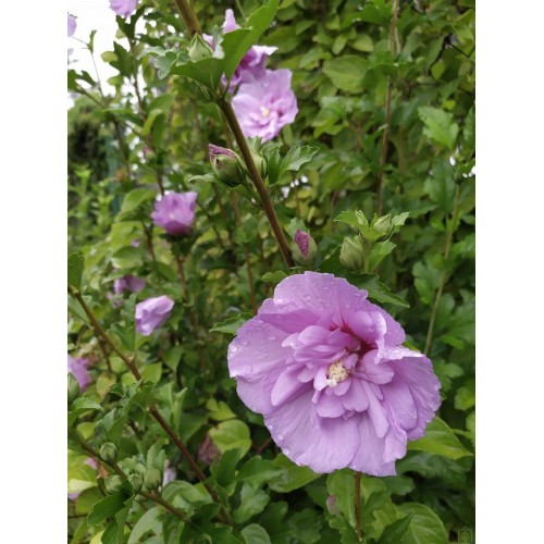 Ketmia syryjska ‘Ardens’ (Hibiscus syriacus)