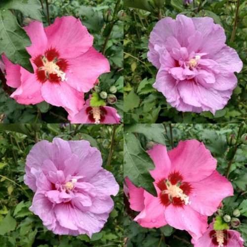 Ketmia syryjska ‘Ardens’ (Hibiscus syriacus)