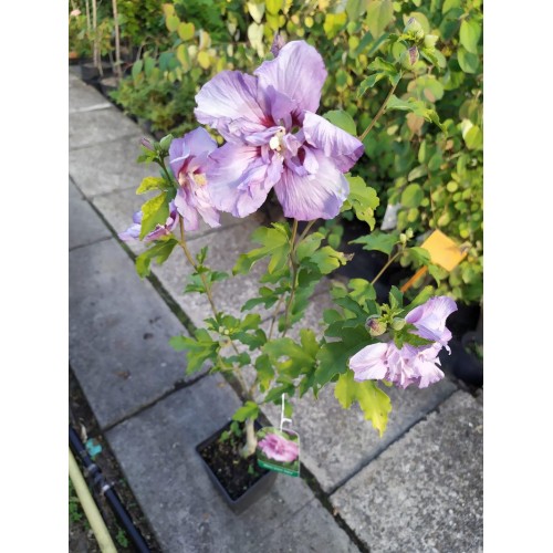 Ketmia syryjska ‘Ardens’ (Hibiscus syriacus)