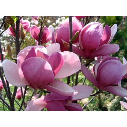 Magnolia ‘Rustica Rubra’
