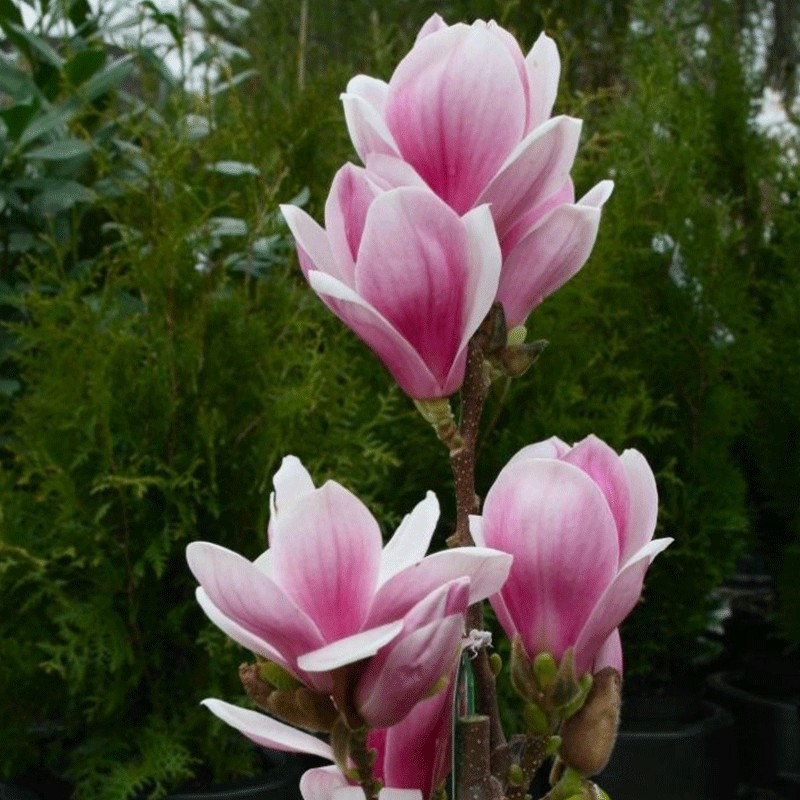 Magnolia ‘Satisfaction’