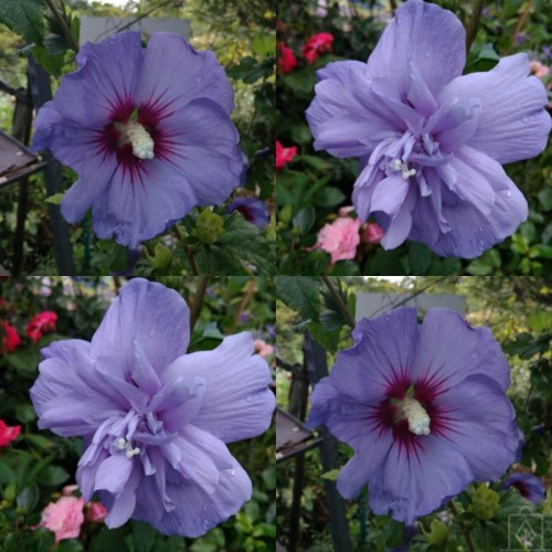 Ketmia syryjska ‘Blue Chiffon’ (Hibiscus...