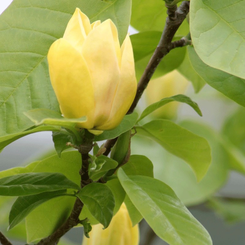 Magnolia ‘Yellow Bird’