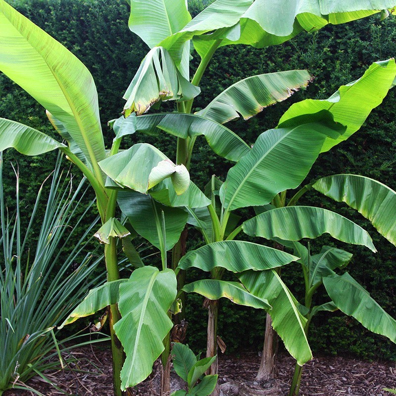Bananowiec Musa basjoo