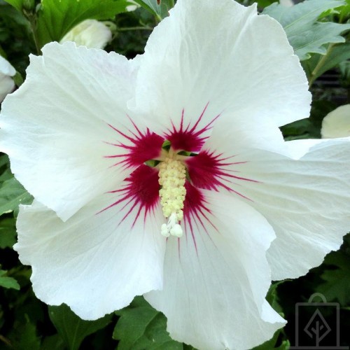 Ketmia syryjska ‘Red Heart’ (Hibiscus...