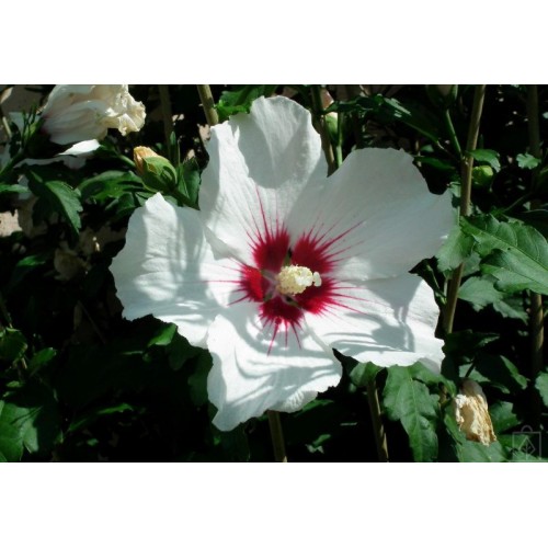 Ketmia syryjska ‘Red Heart’ (Hibiscus...