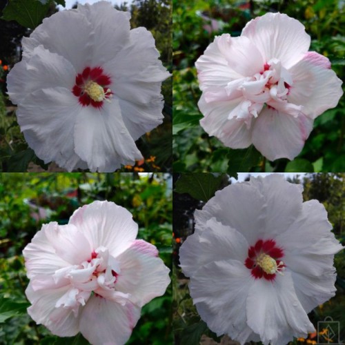 Ketmia syryjska ‘Red Heart’ (Hibiscus...