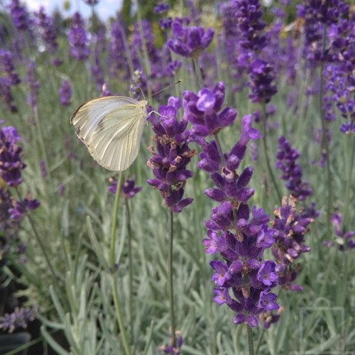 Lawenda wąskolistna ‘Hidcote’ (Lavandula angustifolia...