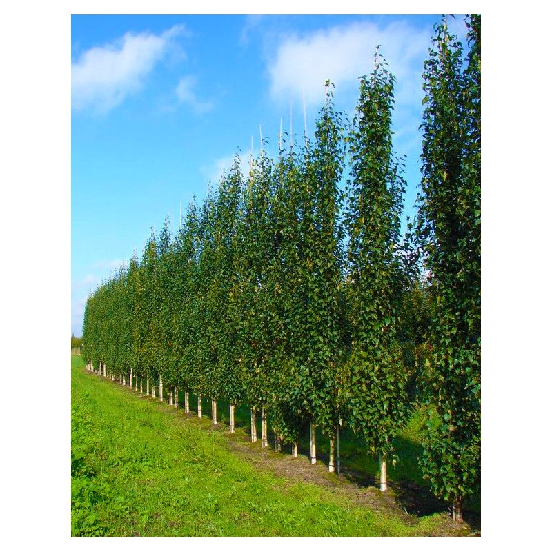 Brzoza brodawkowata Fastigiata