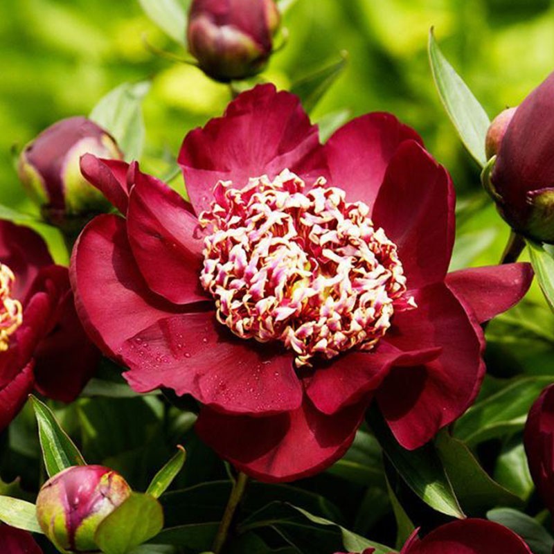 Piwonia ‘Nippon Beauty’