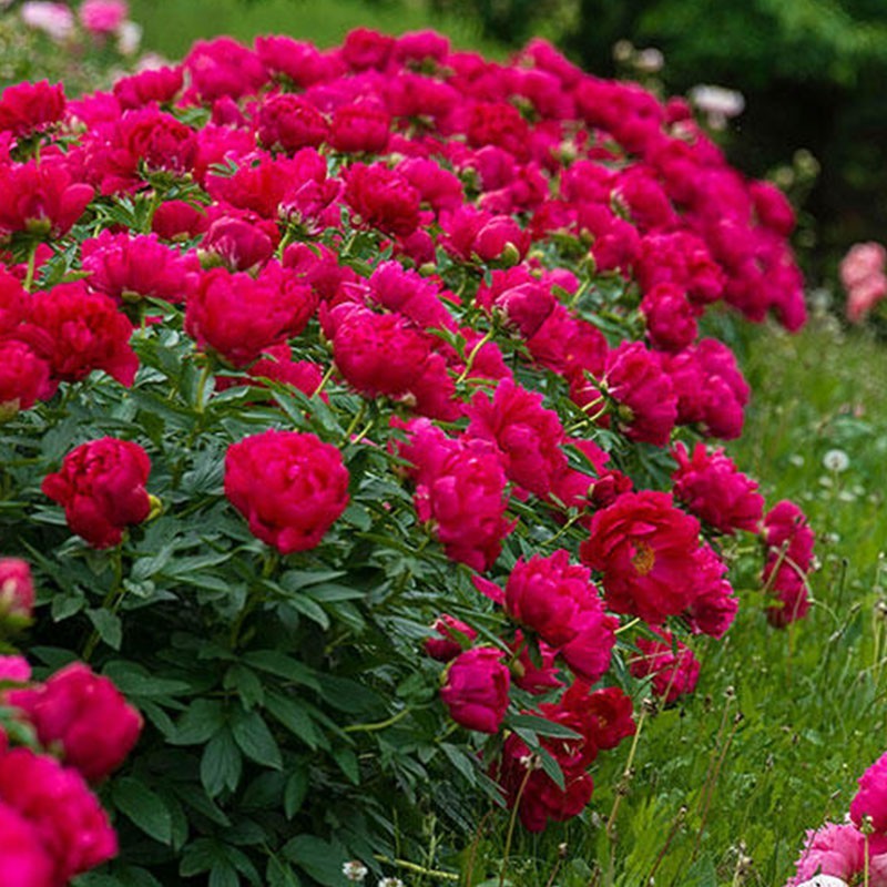 Piwonia ‘Red Sarah Bernhardt’