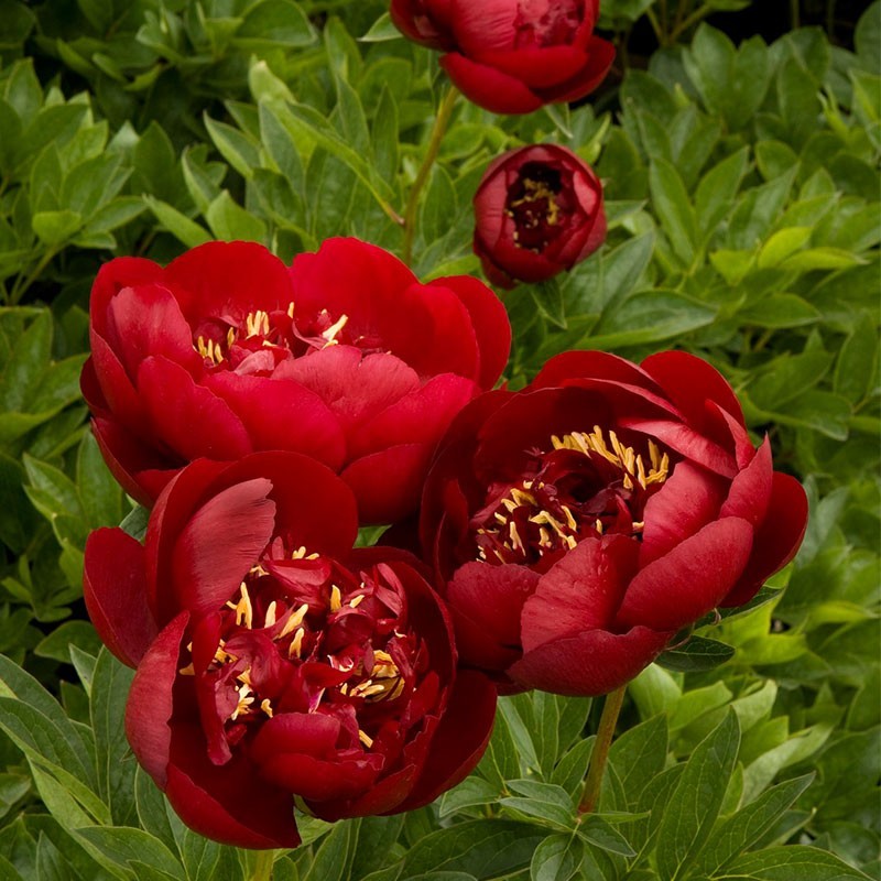 Piwonia 'Buckeye Belle'