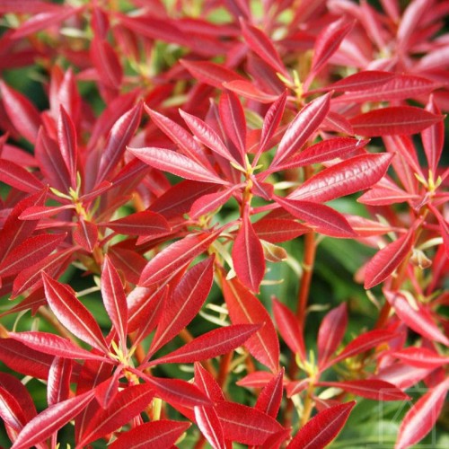 Pieris ‘Mountain Fire’ (Pieris japonica...