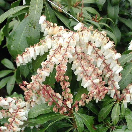 Pieris ‘Mountain Fire’ (Pieris japonica...