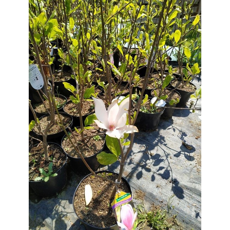Magnolia ‘Fragrant Cloud’