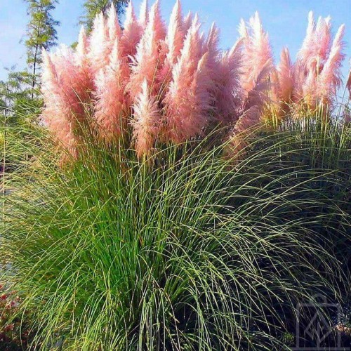 Kortaderia pampasowa ‘Rosea’ (Cortaderia selloana)