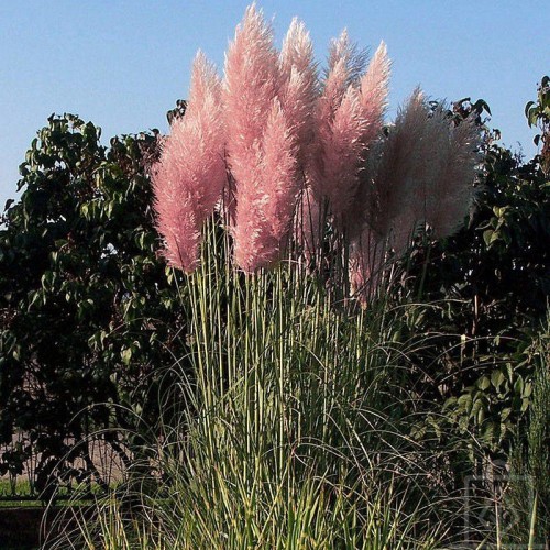 Kortaderia pampasowa ‘Rosea’ (Cortaderia selloana)