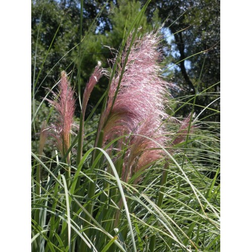 Kortaderia pampasowa ‘Rosea’ (Cortaderia selloana)