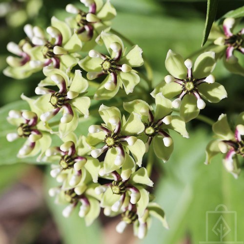 Trojeść krwista ‘White Superior’ (Asclepias...