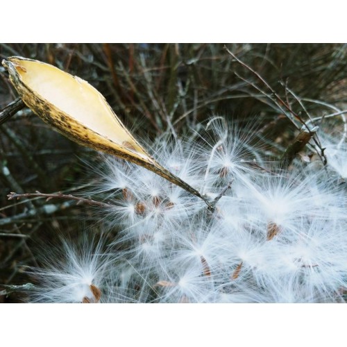 Trojeść krwista ‘White Superior’ (Asclepias...