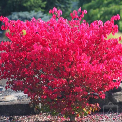 Trzmielina oskrzydlona (Euonymus alatus)