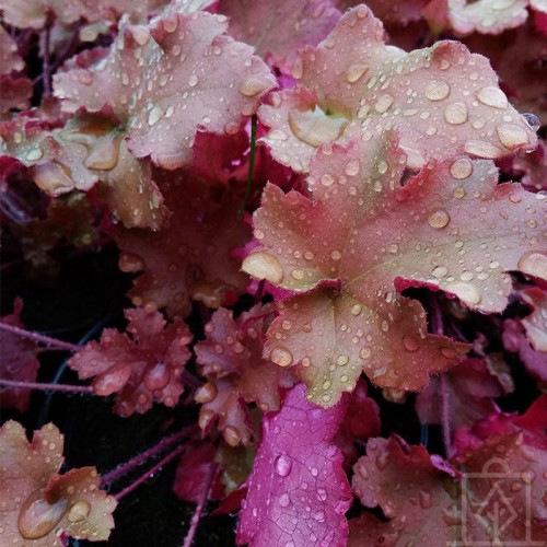 Żurawka ogrodowa ‘Marmalade’ (Heuchera hybrida...