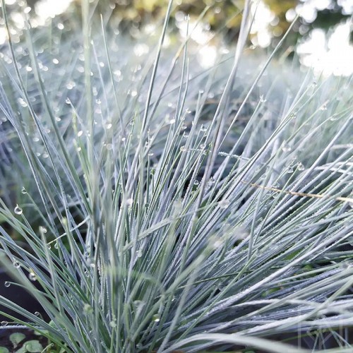 Kostrzewa sina ‘Eisvogel’ (Festuca glauca)